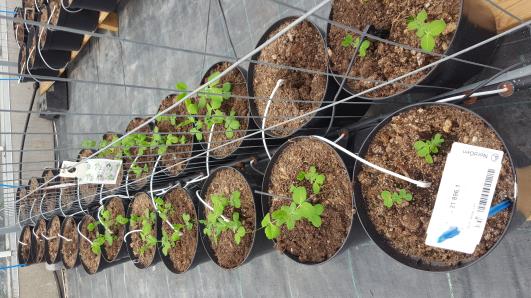 Click for 7 image(s) for this accession.